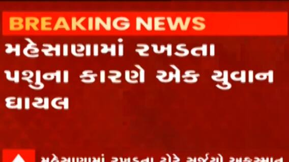 મહેસાણાઃ રખડતા પશુઓએ એક્ટિવા ચાલકને લીધો અડફેટે, યુવક ગંભીર રીતે ઘવાયો