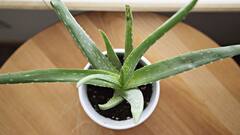 Beauty Tips: ত্বক এবং চুলের পরিচর্যায় দারুণ উপকারী অ্যালোভেরা