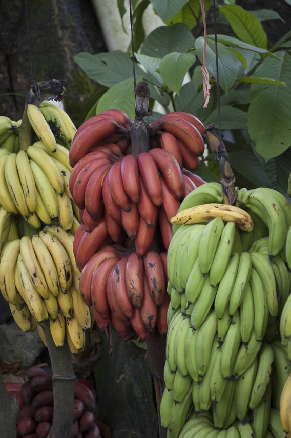 செவ்வாழை பழத்தில் இருக்கும் எண்ணற்ற பயன்கள்!
