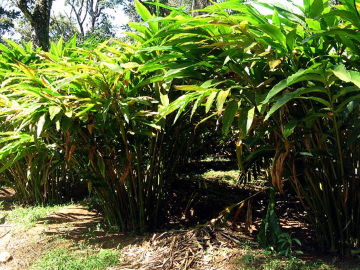 Theni: Corona curfew echoes, cardamom prices fall ஒரே ஆண்டில் பாதியாக குறைந்த ஏலக்காய் விலை - சோகத்தின் தேனி விவசாயிகள்...!