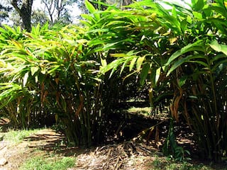 ஒரே ஆண்டில் பாதியாக குறைந்த ஏலக்காய் விலை - சோகத்தின் தேனி விவசாயிகள்...!