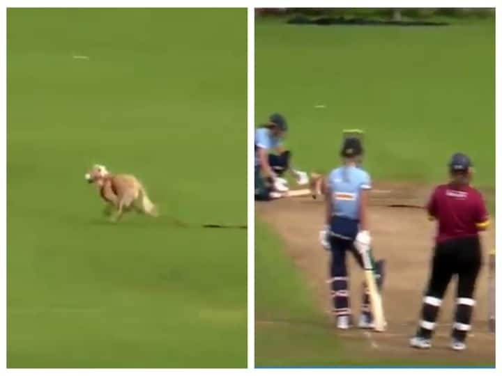 Video of Dog entering the cricket field and taking the cricket ball goes viral in twitter கிரிக்கெட் மைதானத்தில் நுழைந்து நாய் செய்த அட்டகாசம்..! வைரல் வீடியோ!