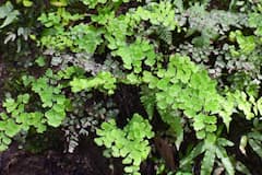 In Pics: పచ్చందనమే.. పచ్చదనమే..! 120 రకాల మొక్కలతో ఓపెన్ ఎయిర్ ఫెర్నరీ