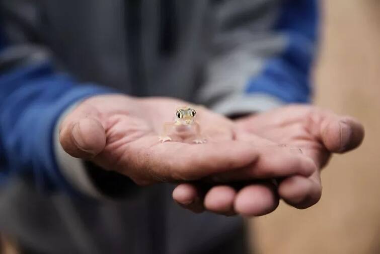 Viral News Gecko Survives 4000 Mile Journey Hidden in Womans Bra England Viral News  : महिलेच्या अंतर्वस्त्रामध्ये लपून पालीने केला तब्बल चार हजार मैलांचा प्रवास, इंग्लंडमधील विचित्र घटना