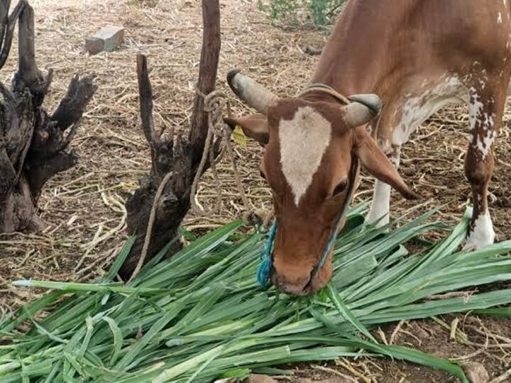 தேனி மாவட்டத்தில்  கால்நடைகளுக்கான தீவனப் பற்றாக்குறையைப் போக்க புதிய திட்டம்