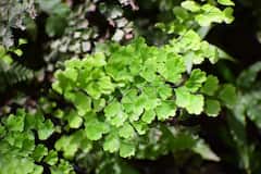 In Pics: పచ్చందనమే.. పచ్చదనమే..! 120 రకాల మొక్కలతో ఓపెన్ ఎయిర్ ఫెర్నరీ