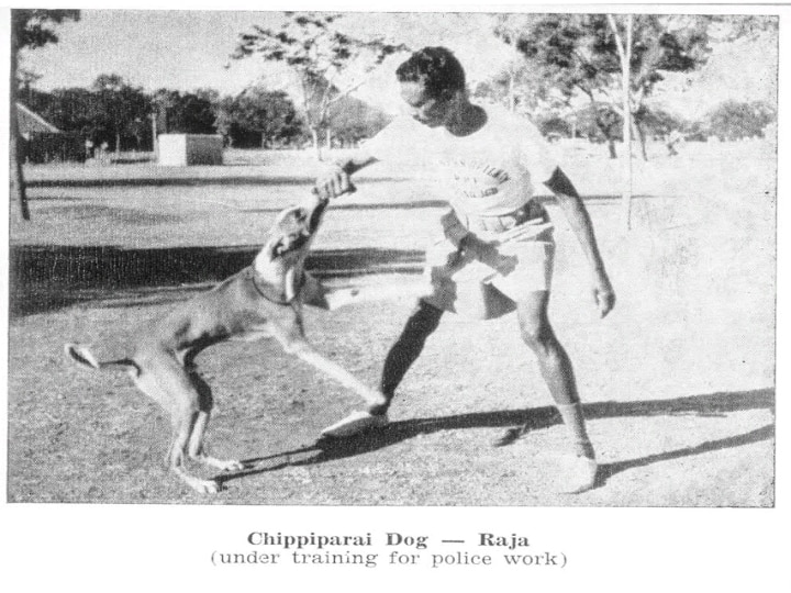 Chippiparai Dog Breed : 'சும்மா சீம நாய் எல்லாத்தையும் கிழிச்சு போட்டுடும்ல’  சிப்பிப்பாறை நாய்களின் வரலாறு..!