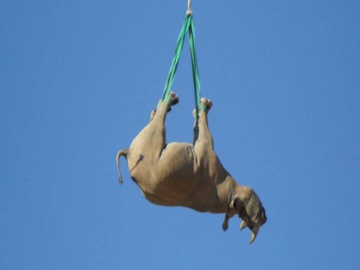 Upside-down rhinoceros research wins satiric Nobel Prize காண்டாமிருகங்களை தலைகீழாக தொங்கவிட்டா என்ன நடக்கும்?: ஆய்வுக்கு ‘நோபல்’ பரிசு..! இத படிங்க முதல்ல..