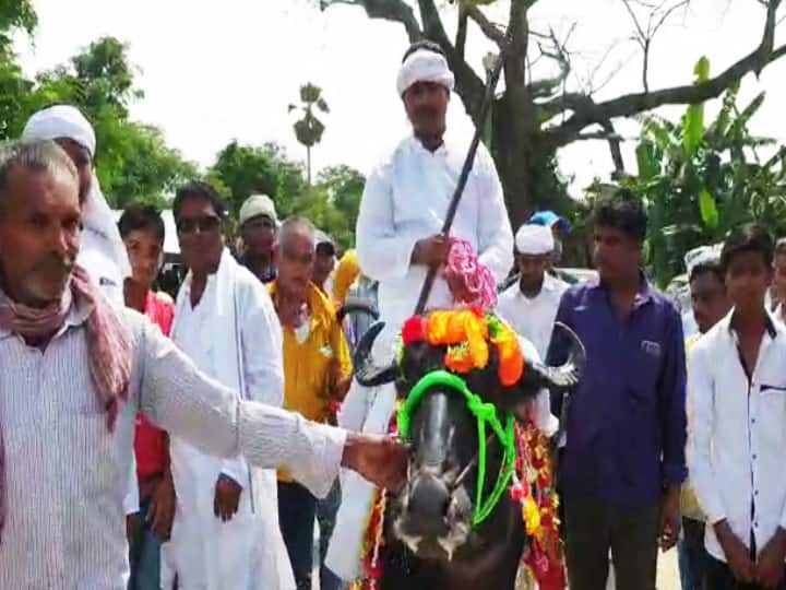 Bihar Panchayat Election 2021: Candidate for the mukhiya post reached for nomination on buffalo in katihar video viral ann Bihar Panchayat Election 2021: भैंस पर मुखिया पद का प्रत्याशी, पैदल चले समर्थक, कटिहार में कुछ इस तरह हुआ नामांकन