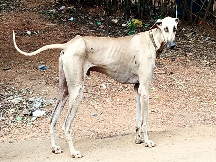 Chippiparai Dog Breed : 'சும்மா சீம நாய் எல்லாத்தையும் கிழிச்சு போட்டுடும்ல’  சிப்பிப்பாறை நாய்களின் வரலாறு..!