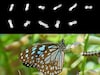 A Dog Bone-Shaped Asteroid Named Kleopatra And Butterflies Feeding On Live Caterpillars | Science News