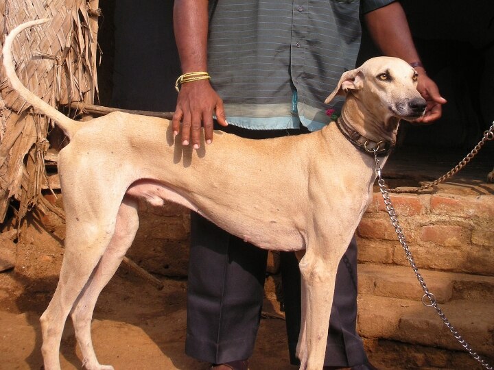 Chippiparai Dog Breed : 'சும்மா சீம நாய் எல்லாத்தையும் கிழிச்சு போட்டுடும்ல’  சிப்பிப்பாறை நாய்களின் வரலாறு..!