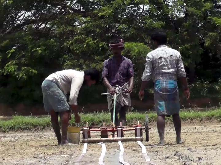 ’முடாக்கு முறை நடவு மூலம் கருப்பு கவுனி நெல் நடவு’- பறவைகளாலும் மழையாலும் பாதிக்காது என தகவல்