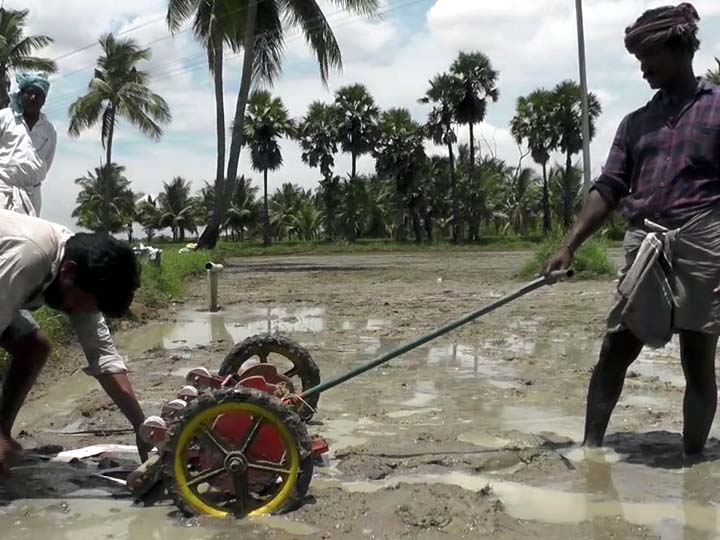 ’முடாக்கு முறை நடவு மூலம் கருப்பு கவுனி நெல் நடவு’- பறவைகளாலும் மழையாலும் பாதிக்காது என தகவல்