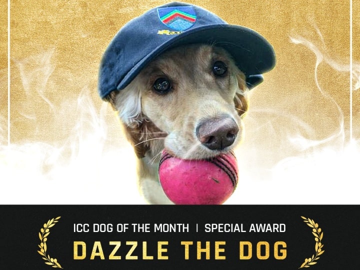 ICC Dog Of The Month: ICC announces special 'Dog of the Month' award for 'Dazzle the Dog',  here is the reason why? ICC Dog Of The Month: मैदान में घुस ये कुत्ता बन गया था फील्डर, अब आईसीसी ने दिया 'डॉग ऑफ द मंथ' का अवॉर्ड