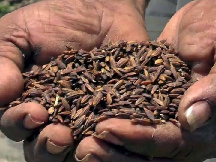 In Thanjavur, paddy is being planted through the Mudaku system ’முடாக்கு முறை நடவு மூலம் கருப்பு கவுனி நெல் நடவு’- பறவைகளாலும் மழையாலும் பாதிக்காது என தகவல்