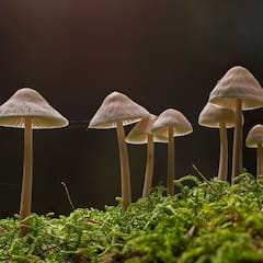 Mushroom Benefits : রোগ প্রতিরোধ ক্ষমতা বাড়ানো থেকে হাড় শক্ত রাখা, দেখে নিন মাশরুমের উপকারিতা