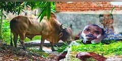 East Burdwan:ষাঁড়ের গুঁতোয় বিষম বিপদ, ধরবে কে? চরম আতঙ্কে ঘুম ছুটেছে দুই গ্রামের