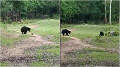 Video: ఫుట్ బాల్ ఆడుతూ ఎలుగు బంట్ల జోష్.. వీడియో వైరల్