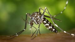 Not Coronavirus, UP locals suffering from Dengue, Viral fever now