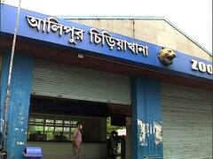 Alipore Zoo : ৬ মাস পর আজ থেকে খুলল আলিপুর চিড়িয়াখানা, দেখুন কেমন আছে পশুপক্ষীরা