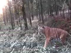 North Bengal Safari Park:অপেক্ষার অবসান, সাড়ে চার মাস পর খুলল শিলিগুড়ির বেঙ্গল সাফারি