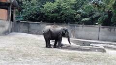 Alipore Zoo: ছ'মাস পর খুলল চিড়িয়াখানা, কোভিড বিধি মেনে প্রবেশের অনুমতি| Bangla News