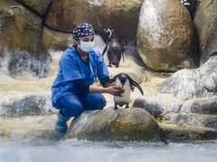 IN PICS: मुंबई के भायखला चिड़ियाघर में नन्हें पेंगुइन का नाम रखा गया ‘ओरियो’, इसी साल 1 मई को हुआ है जन्म