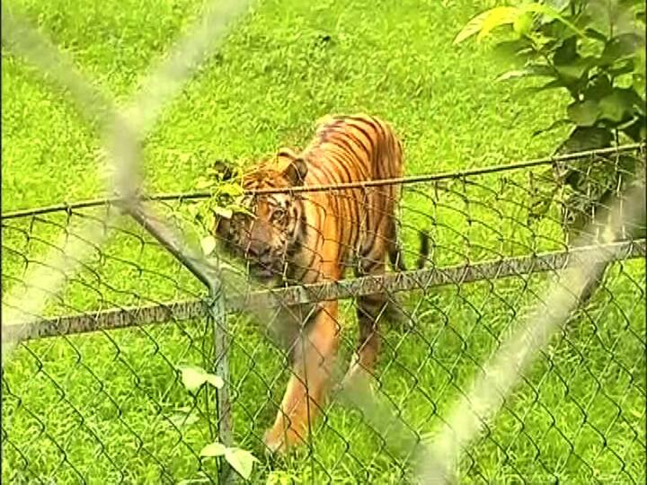 ফেন্সিংয়ের ফাঁক দিয়ে দেখা যাবে রয়্যাল বেঙ্গলের রাজকীয় মেজাজ...