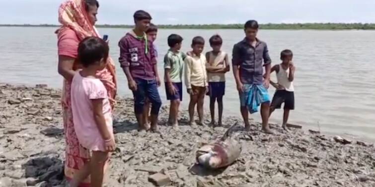 The carcass of an endangered species of dolphin was found on a river bank in Canning South 24 Paraganas South 24 Paraganas: ক্যানিংয়ে নদীর চরে বিলুপ্তপ্রায় প্রজাতির ডলফিনের মৃতদেহ উদ্ধার