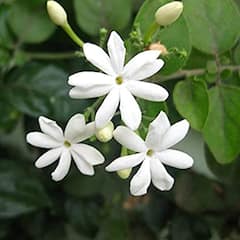 जानिए किस देवता को कौन सा फूल है पसंद, इन फूलों से करेंगे पूजा तो जरूर होगी मनोकामना पूरी