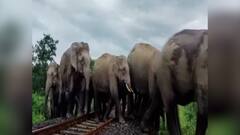 Siliguri: নকশালবাড়ির কিরনচন্দ্র চা বাগানে রেল লাইনের মাঝে হাতির পাল