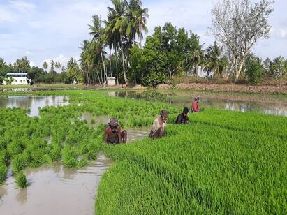 paddy crop insurence announcement டெல்டா மாவட்டங்களில் சம்பா, தாளடி பயிரை காப்பீடு செய்ய நவம்பர் 15ஆம் தேதி கடைசிநாள்