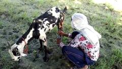 Firozabad में डेंगू बुखार के बाद 'आसमान' पर पहुंचे बकरी के दूध के दाम