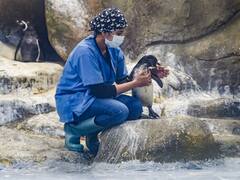 IN PICS: मुंबई के भायखला चिड़ियाघर में नन्हें पेंगुइन का नाम रखा गया ‘ओरियो’, इसी साल 1 मई को हुआ है जन्म