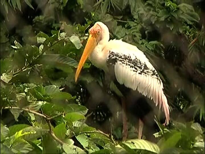 বুধবার বহুদিন পর দর্শকের সঙ্গে মোলাকাত হবে পশু-পক্ষীদের!
