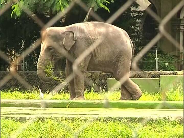 করোনার জেরে, ৬ মাসের বেশি সময় ধরে এসবের স্বাদ থেকে বঞ্চিত ছিল কলকাতাবাসী।