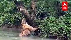 Pench National Park : पेंचमधील किंगफिशरचं पर्यटकांना दर्शन, पेंच अभयारण्यातील वाघाचं 'ताडासन'