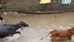 ફટાફટ: સૌરાષ્ટ્રમાં ધોધમાર વરસાદ બાદ વરસાદની ઘટ પૂર્ણ. દક્ષિણ ગુજરાતમાં ભારે વરસાદની આગાહી