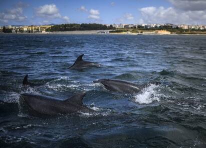 Dolphins In Indian River: ડોલ્ફિન ઘણીવાર માણસો સાથે રમતી જોવા મળે છે. તેઓ ખાસ કરીને ટોળામાં રહે છે. ભારતમાં ગંગા નદીમાં ડોલ્ફિન જોવા મળે છે, જેને ગંગા ડોલ્ફિન કહેવામાં આવે છે.