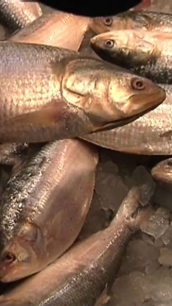 ইলিশ খেলেই কি হার্টের সর্বনাশ নাকি পৌষমাস?