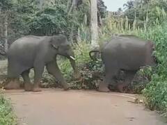West Midnapore: পশ্চিম মেদিনীপুরে নয়াবসত রেঞ্জের হাতির পালের দাপটে নাজেহাল গ্রামবাসী