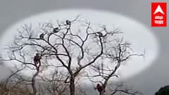 Kolhapur: भोगावती कुंभी नदीच्या संगमावर झाडावर अडकलेल्या वानरांची सुटका,आपत्ती व्यवस्थापनाची कामगिरी