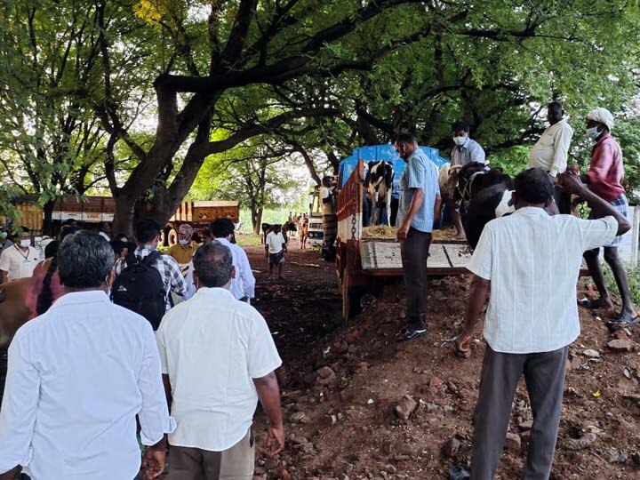 ஹெலிகாப்டர் சகோதர்களின் மாடுகள் பசியால் தவிப்பு - விழுப்புரம் கோசாலைகளுக்கு அனுப்பி வைப்பு