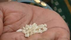 સુરેન્દ્રનગર: મધ્યાહ્ન ભોજનમાં ચાઈનીઝ ચોખાનો જથ્થો મિક્સ કરાતા હોબાળો, ચોખાના દાણા ખાવાથી કબુતરના મોત