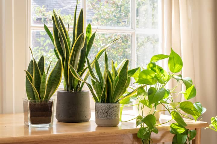 The BEST Air Purifying Houseplants 2021, Top Indoor Plants for a Clean Home Air purifier plants: ఈ మొక్కలు మీ ఇంట్లోని గాలిని శుభ్రం చేస్తాయి... ఆక్సిజన్ అందిస్తాయి
