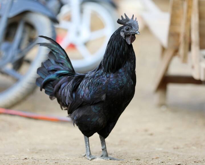 What is Black Chicken, What is special about this? Black Chicken: ఈ నల్లకోడి ప్రత్యేకతలు తెలిస్తే.. తప్పకుండా గుటకలు వేస్తారు