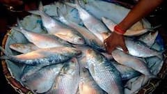 Hilsa: রান্না পুজোয় বাজার মন্দা ইলিশের, হতাশ ক্রেতারা| Bangla News