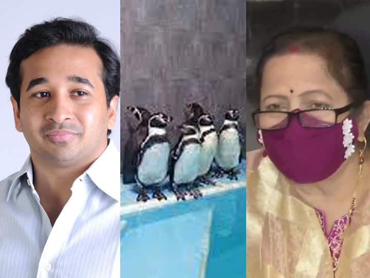Mumbai Municipal Corporation employees can take care of tigers, why not penguins ? BJP MLA Nitesh Rane's letter to mayor Kishori Pednekar मुंबई पालिका कर्मचारी वाघांची देखभाल करु शकतात, पेंग्विनची का नाही?, नितेश राणेंचं महापौरांना पत्र