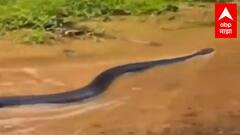 Sindhudurg : तिलारी खोऱ्यात जगातील सर्वात विषारी साप 'किंग कोब्रा', सापाच्या 49 प्रजाती